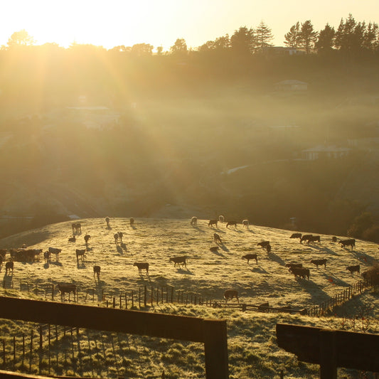 Winter Sunrise