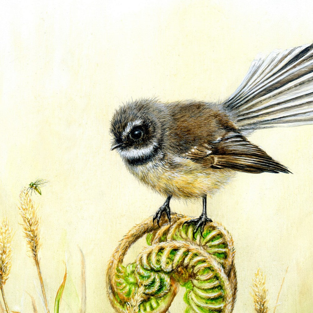 Fantail Print - Native Birds of NZ - Kiwiana Gifts