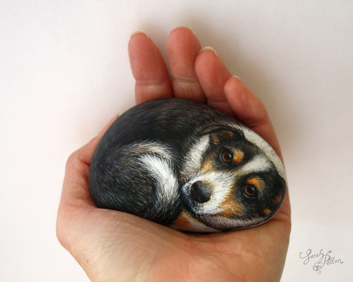 Painted Rock - Tricolour Border Collie Dog