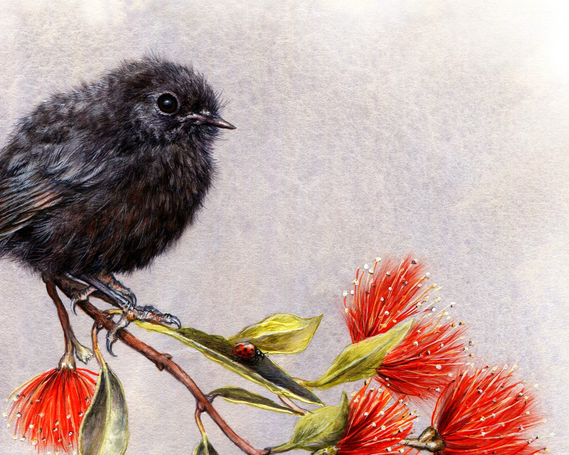 NZ Native Robin - Bird &amp; Pohutukawa Artwork