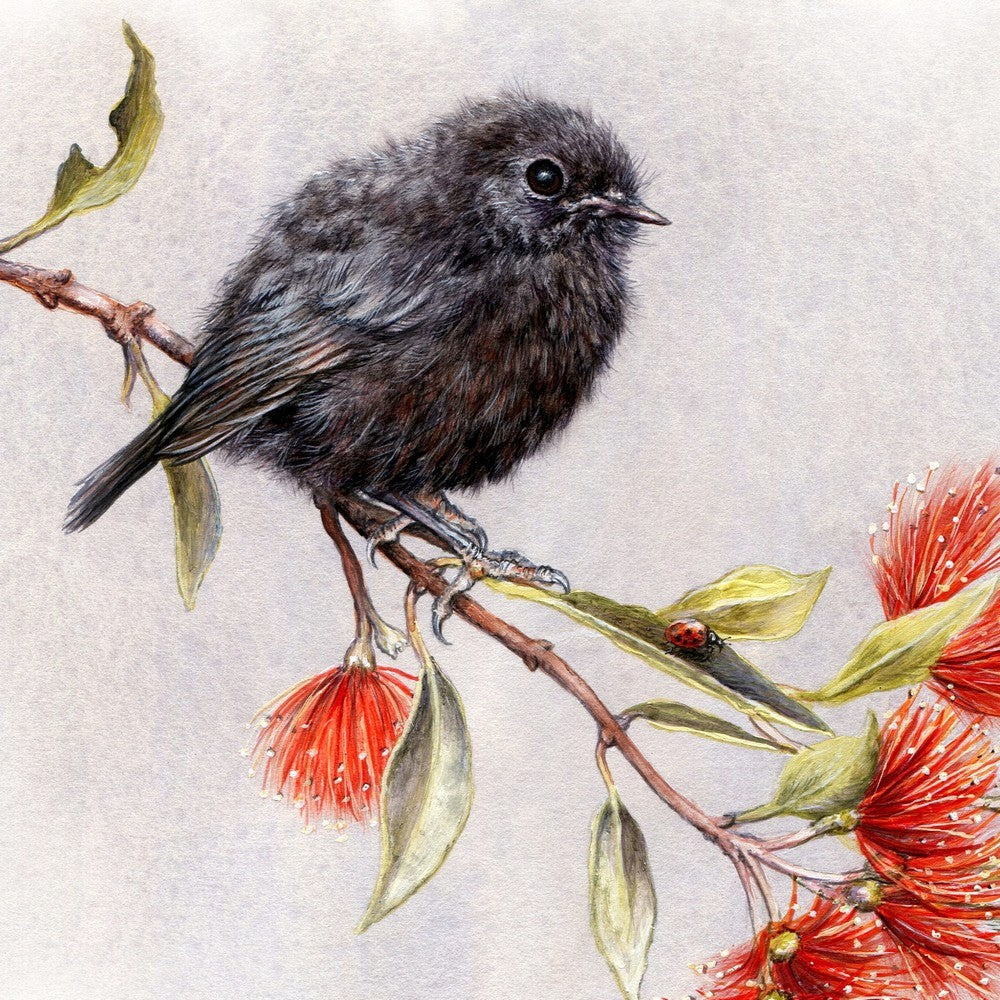 NZ Print - Native Black Robin - Kiwi Gift for Overseas