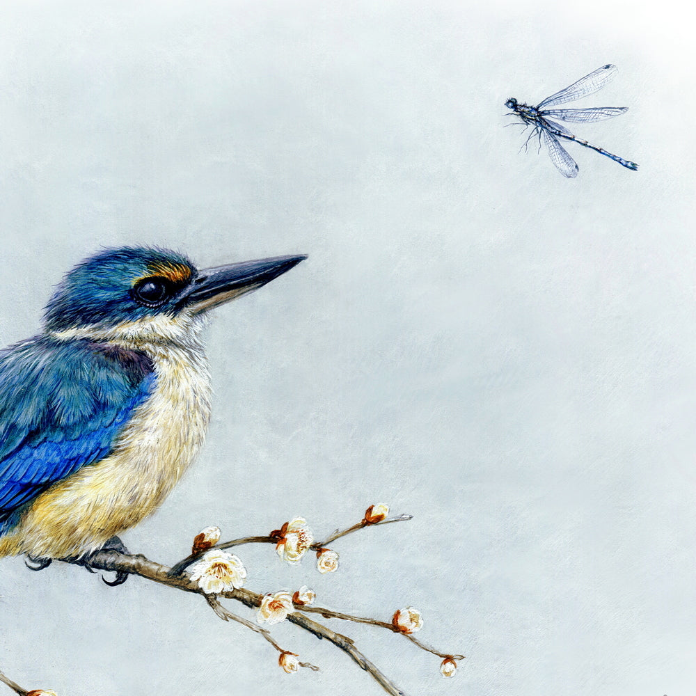 Kingfisher Art - NZ Prints Online - Native Bird Illustration