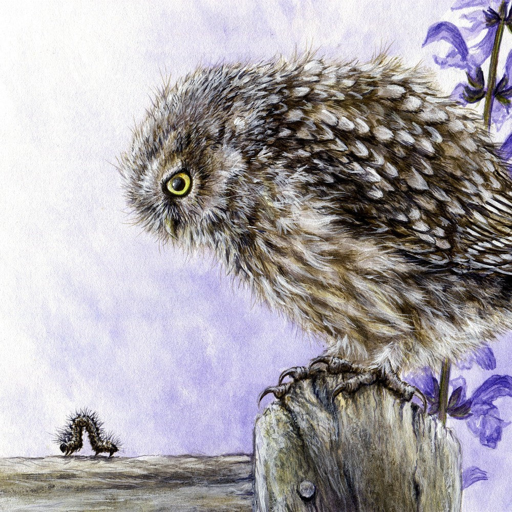 Owl Art for Sale NZ