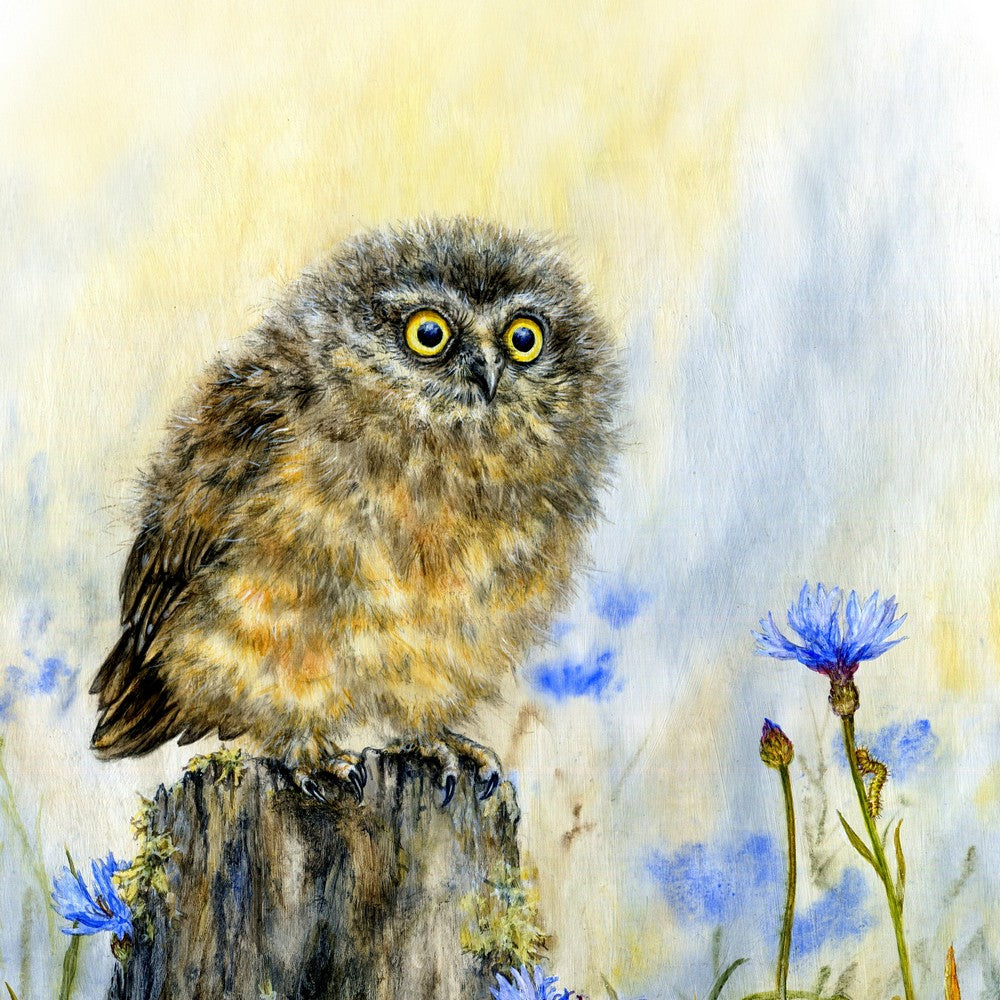 Bird Artwork - Owl & Cornflowers - Native NZ Wildlife Decor