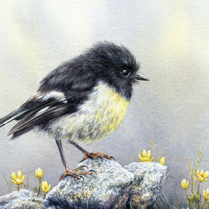 Tomtit Art Print - NZ Gift for Bird Lovers - Giclee Prints