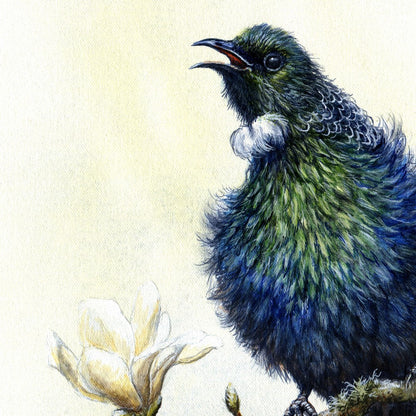 Original Artwork for Sale - NZ Tui Bird